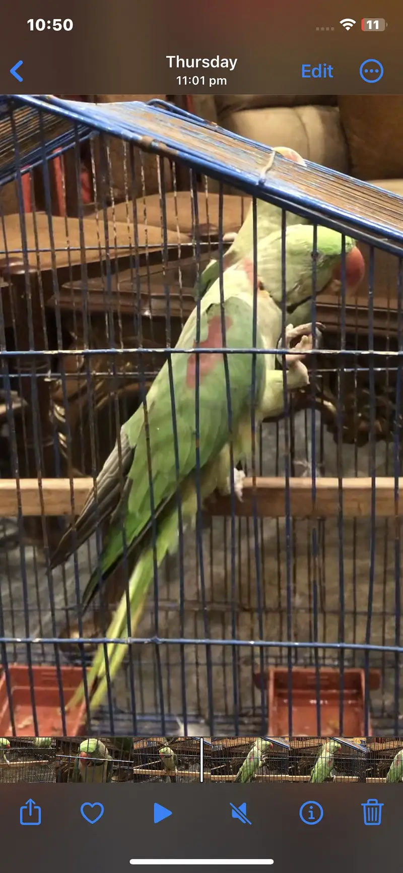Talking raw parrot 03225844099 — photo 4