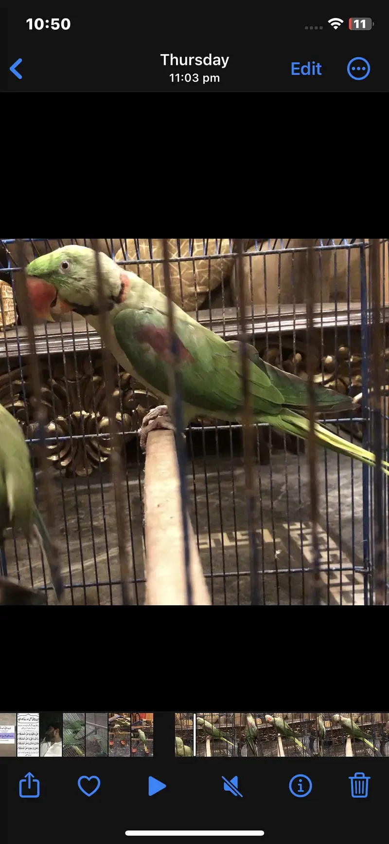 Talking raw parrot 03225844099 — photo 5