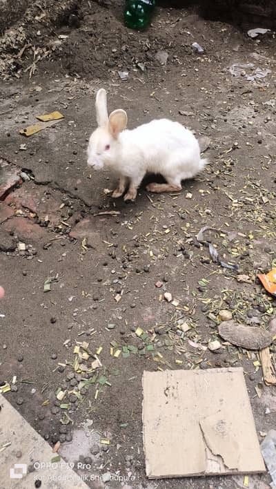 white red eyes rabbit