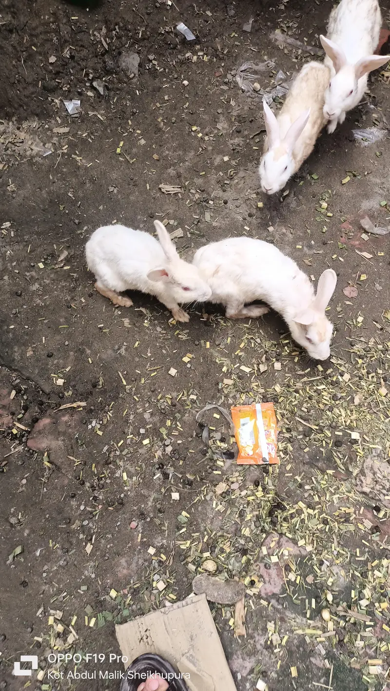 white red eyes rabbit — photo 2