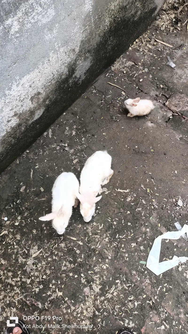 white red eyes rabbit — photo 3