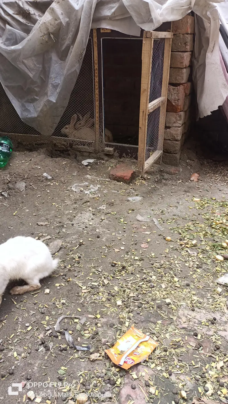 white red eyes rabbit — photo 4