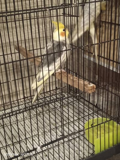 cocktail breeder pair