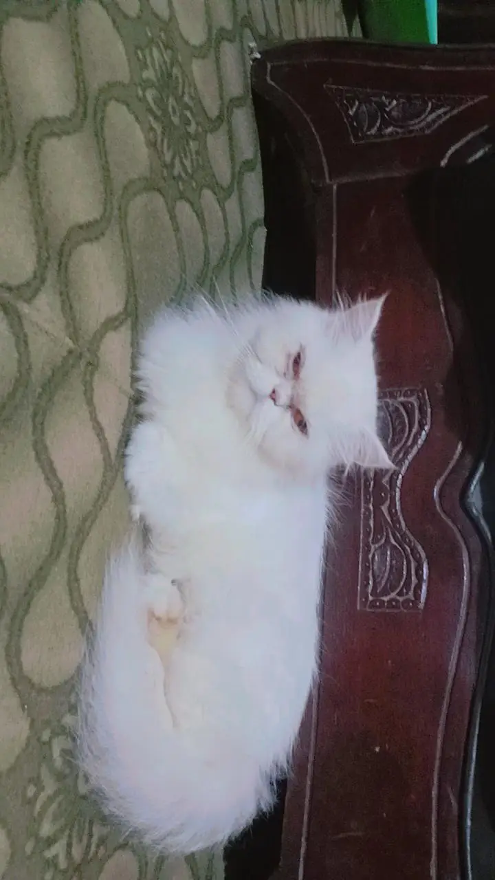 Punch Face
