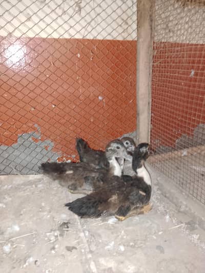 Muscovy Duck 3 Babies - 2 Female 1 Male