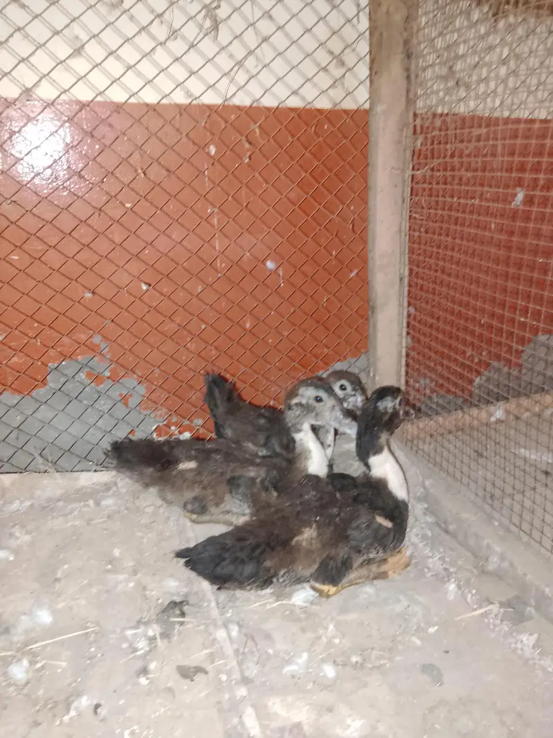 Muscovy Duck 3 Babies - 2 Female 1 Male