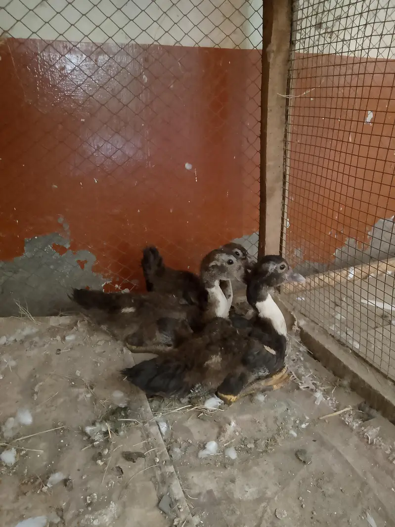 Muscovy Duck 3 Babies - 2 Female 1 Male — photo 2