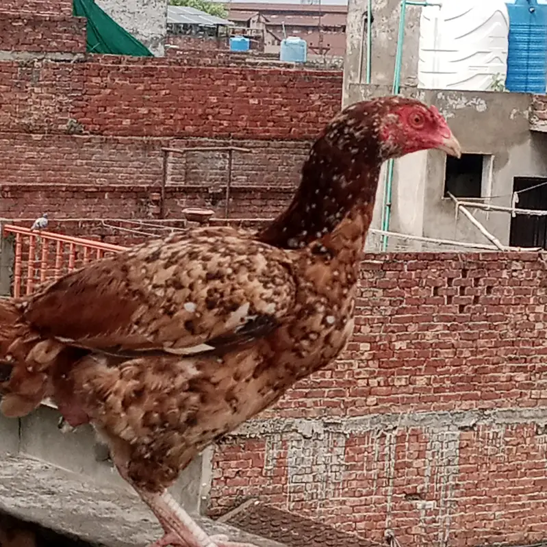 aseel hen