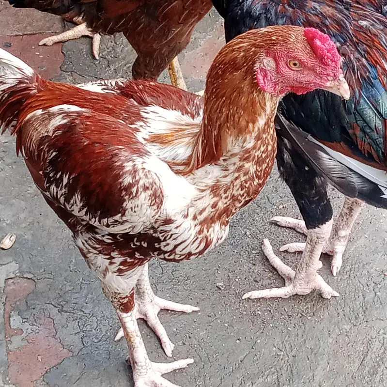 aseel hen — photo 3