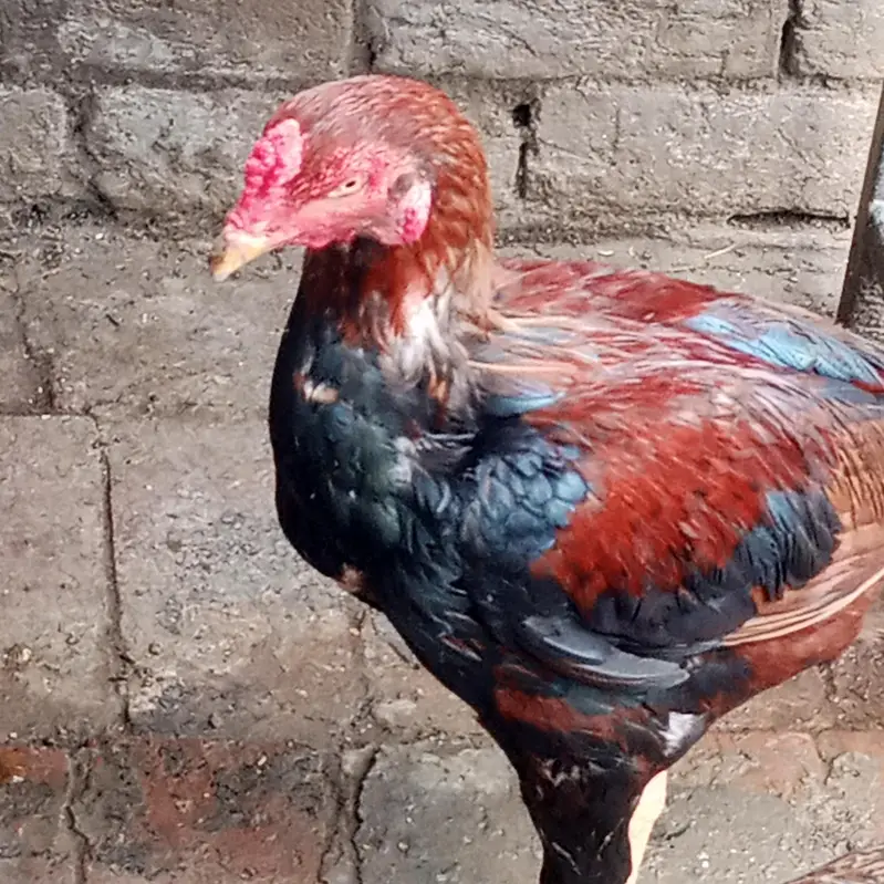 aseel hen — photo 4