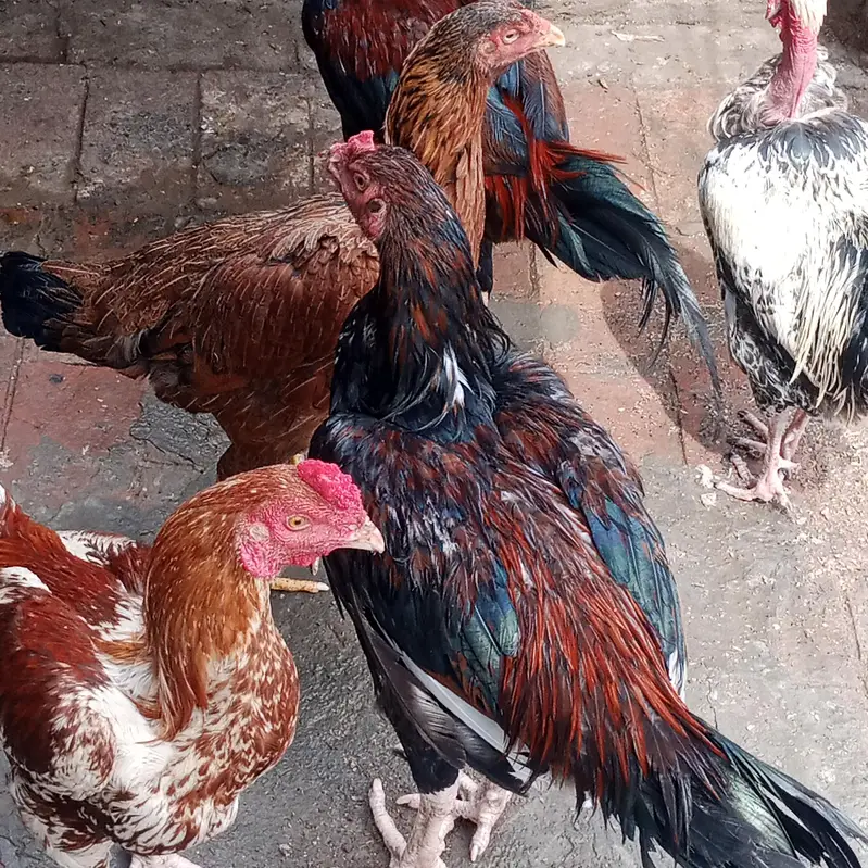 aseel hen — photo 5