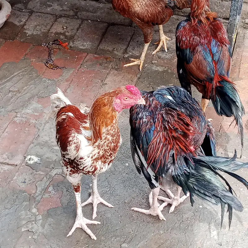 aseel hen — photo 6