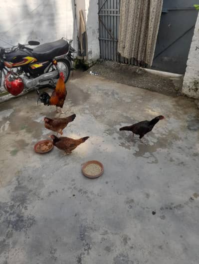 3 Female Hen and 1 Hen for sale