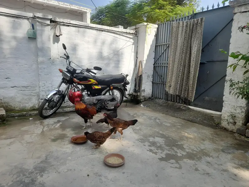 3 Female Hen and 1 Hen for sale — photo 2