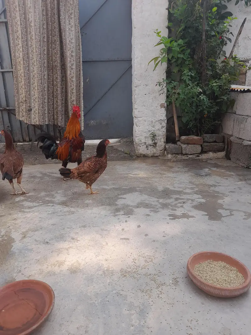3 Female Hen and 1 Hen for sale — photo 3