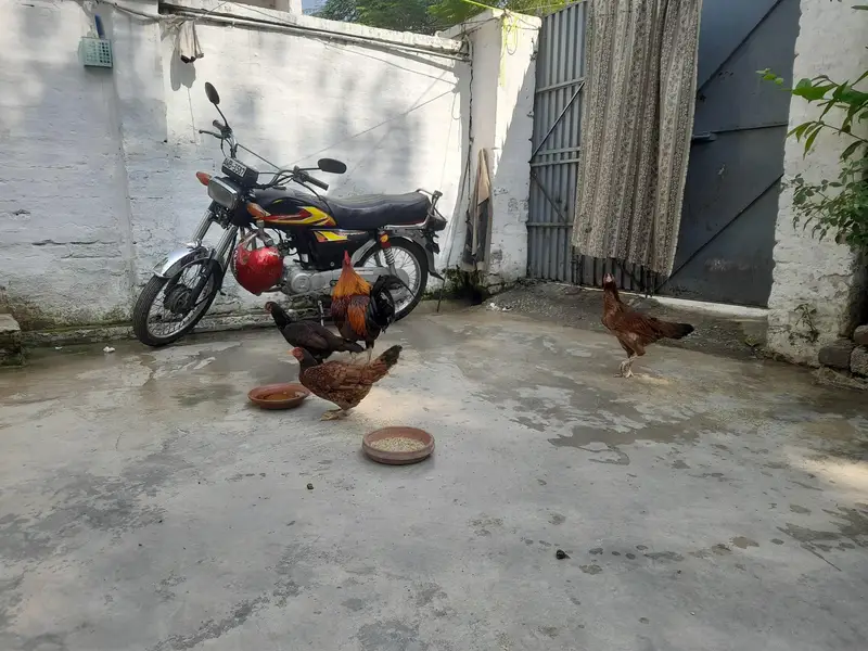 3 Female Hen and 1 Hen for sale — photo 4