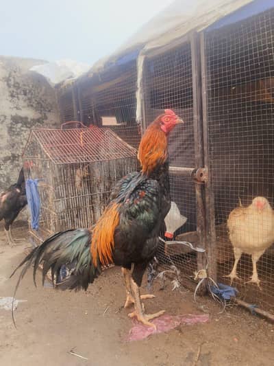 Thai aseel long height