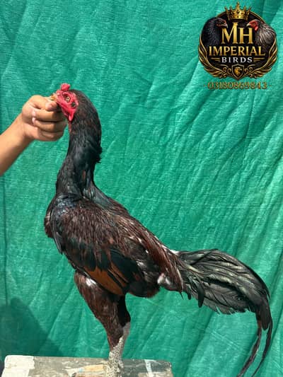 THAI X HINT MALE & BURMI FEMALE AVAILABLE !