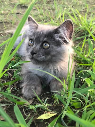 Grey Male Kitten for Sale