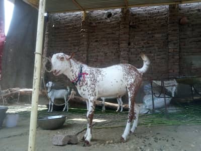 Male bakra
