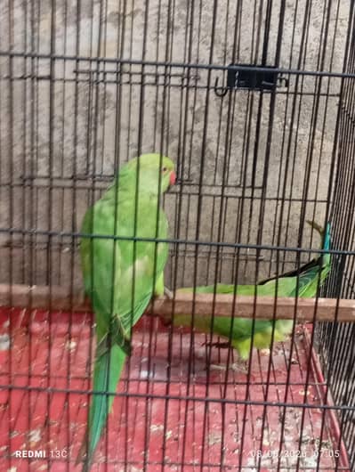 Parrot for sale Location islamabad WhatsApp 03215831108
