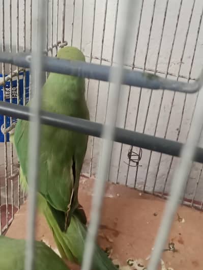 Ringneck female