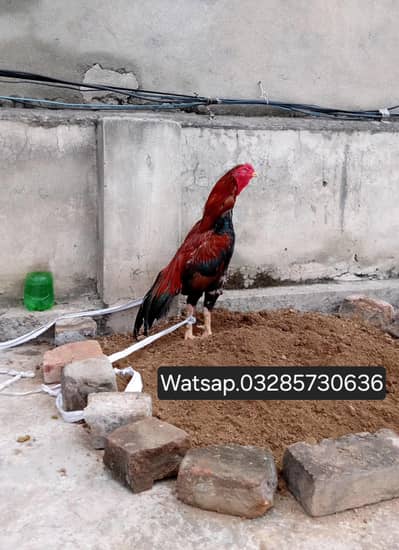 Aseel Patha Murga Murghi Pathi Chicken Hen Egg Rooster Madi