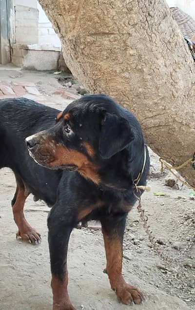 Rotwiller Female Sale And Exchange