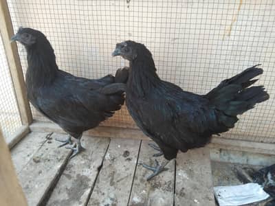 *Original Kadaknath Kali Murghi For Sale - Multan*