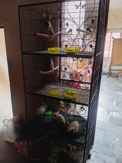 Healthy and Active love birds and cage for sale urgent sale