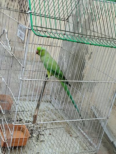 PARROT FOR SALE