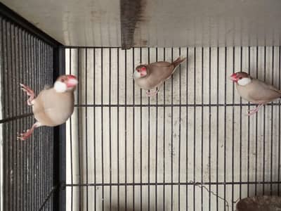 Fawn Java, Silver Java Breeder Pairs