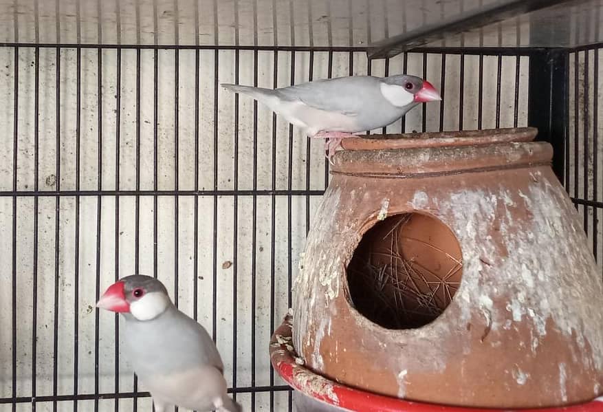 Fawn Java, Silver Java Breeder Pairs 1