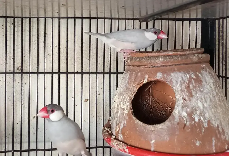 Fawn Java, Silver Java Breeder Pairs — photo 2