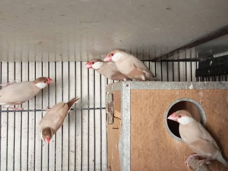 Fawn Java, Silver Java Breeder Pairs 5