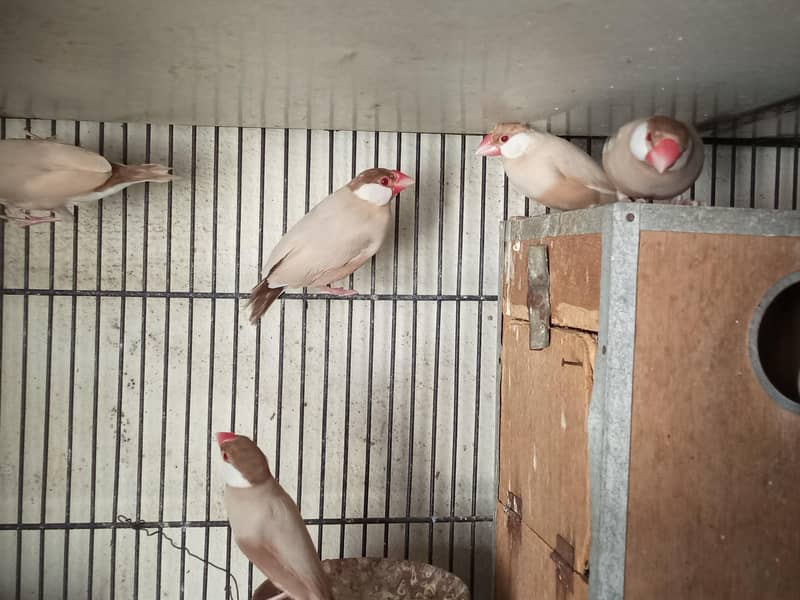 Fawn Java, Silver Java Breeder Pairs 7