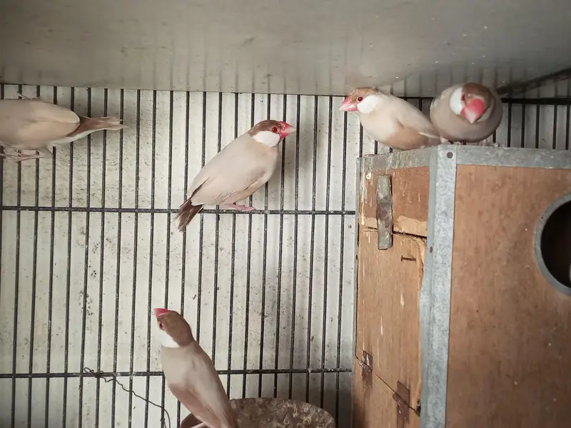 Fawn Java, Silver Java Breeder Pairs — photo 8