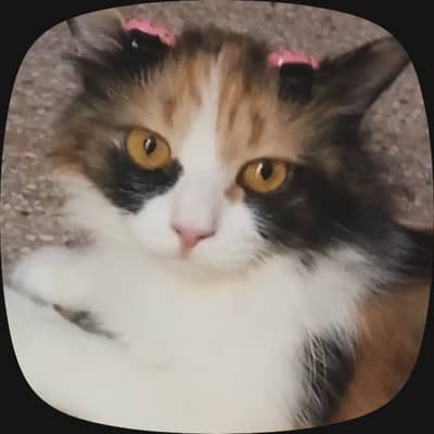 Persian cat