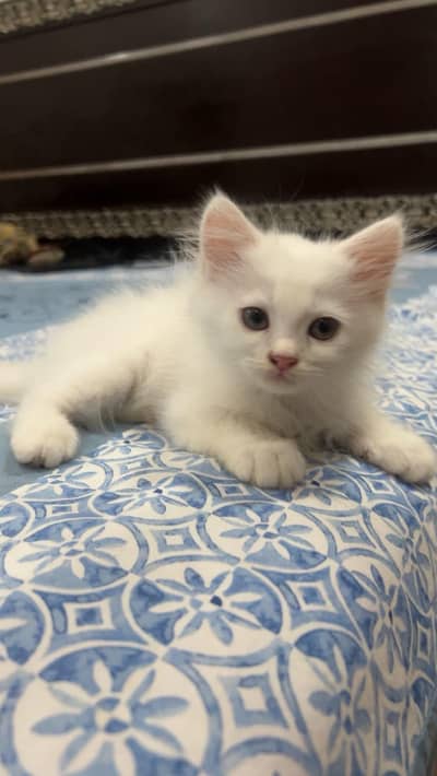 Persian kittens For sale