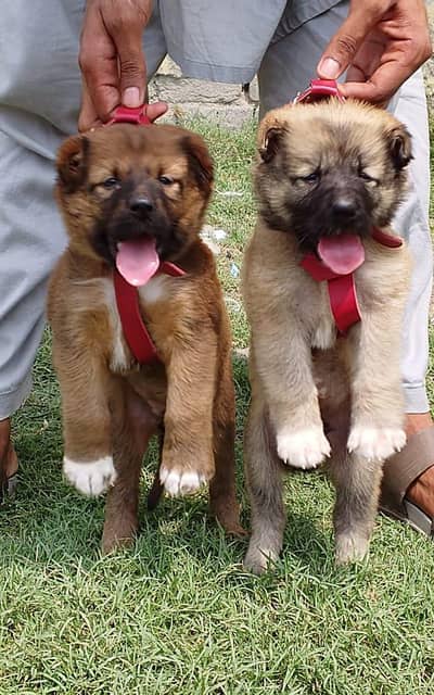 Kurdish kangal security dog 2 month pair for sale heavy bone