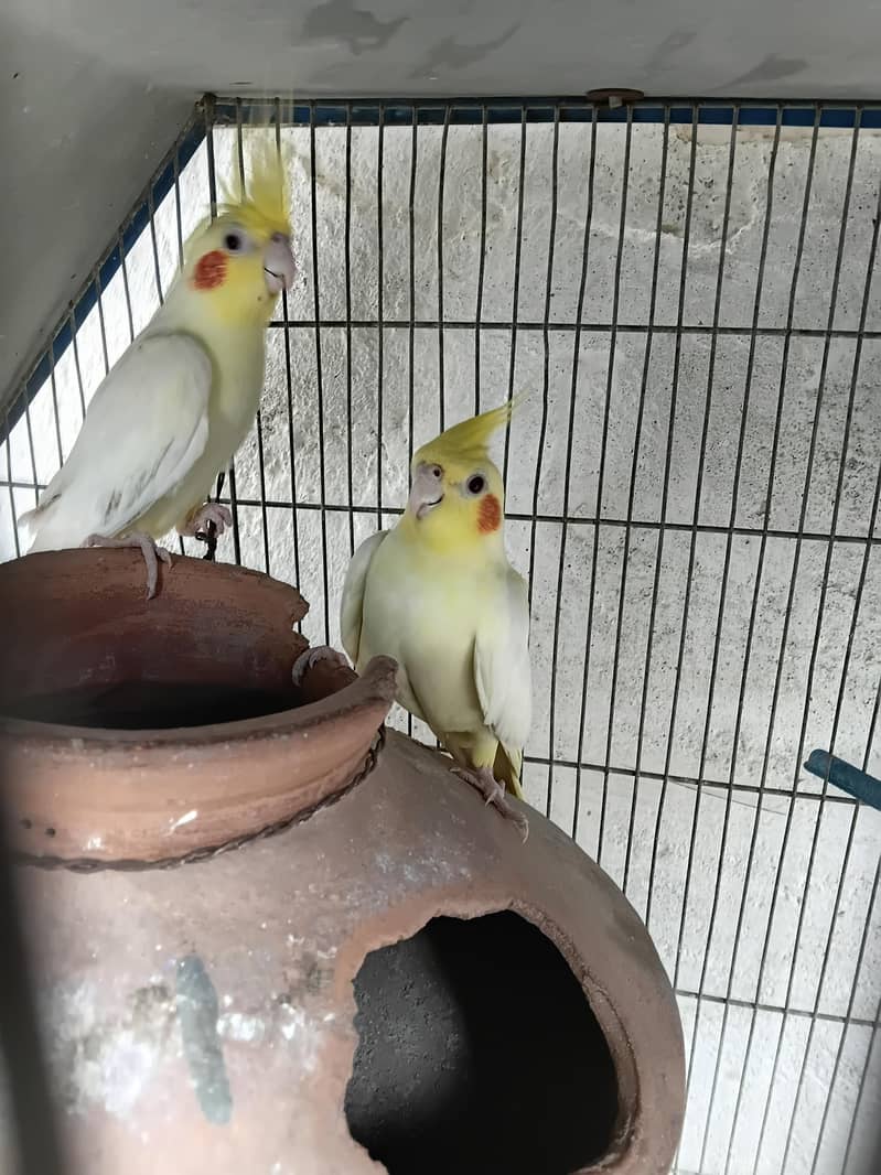 cocktail pair 0