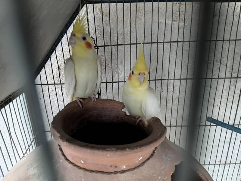 cocktail pair 1
