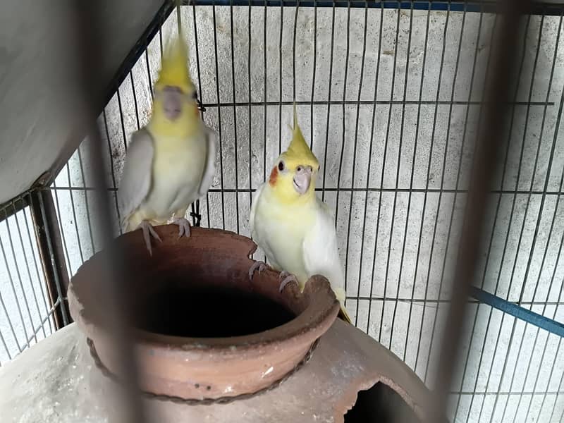 cocktail pair 2