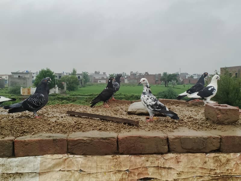 fancy pigeons 1