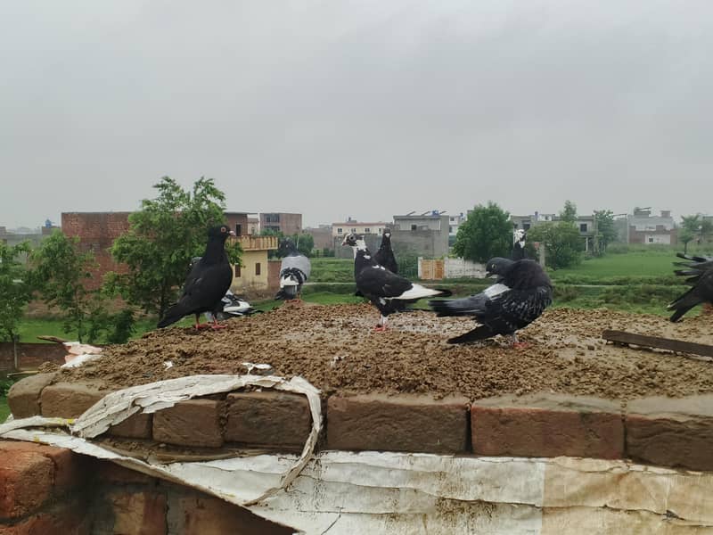 fancy pigeons 3
