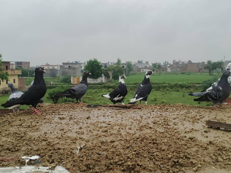 fancy pigeons 4