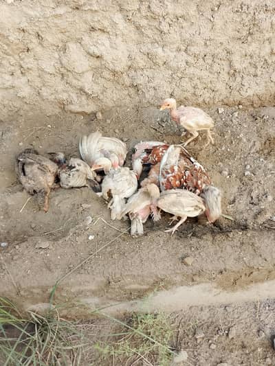 Aseel hen with chicks