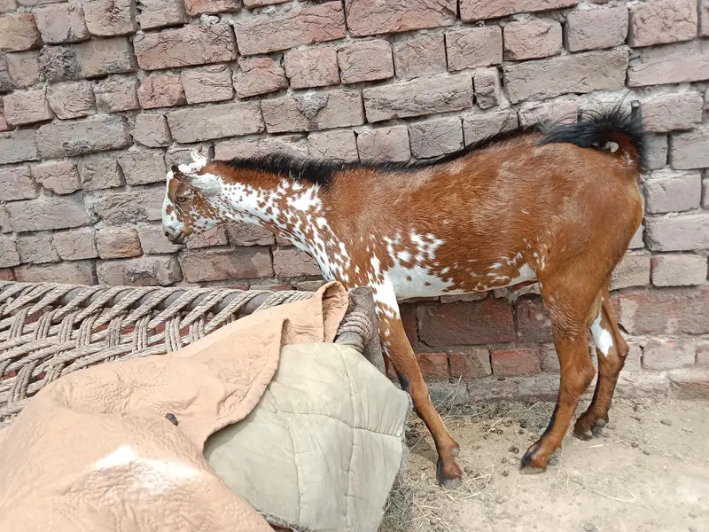 Bakra  barbari shera print — photo 2