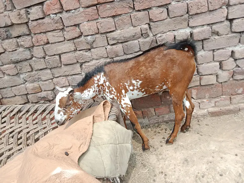 Bakra  barbari shera print — photo 3