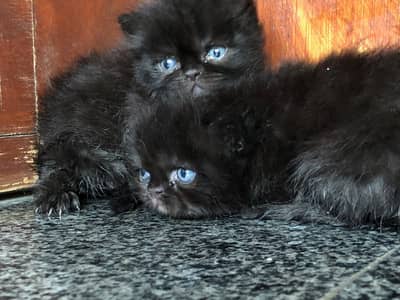 pure/ peki/ peke/ long coat/ high quality/ xpunch/ female/persian